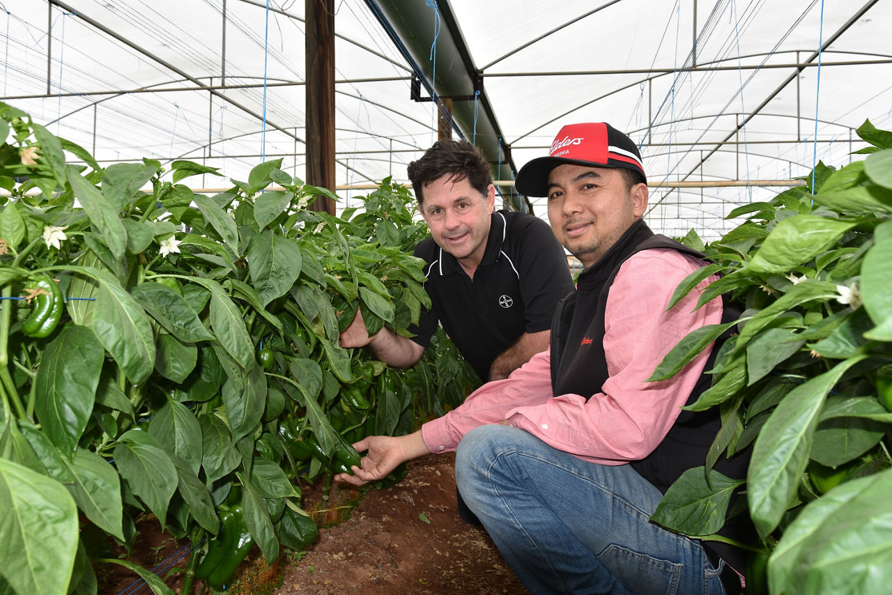 Virginia veggie growers turn the tables on disease